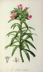 Echium Grandiflorum ، من `` Le Jardin de Malmaison &39;، 1802